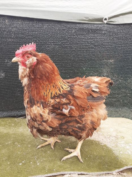 2019 - Gaini de curte