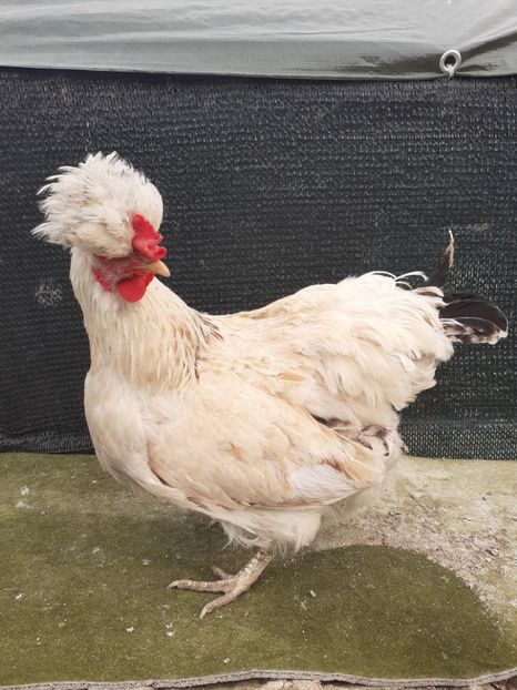 2018 - Gaini de curte