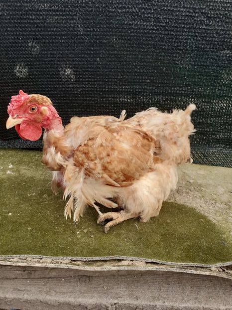 2018 - Gaini de curte