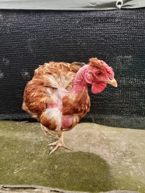 2018 - Gaini de curte