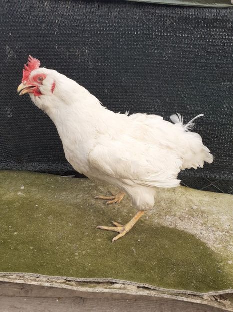 2019 - Gaini de curte