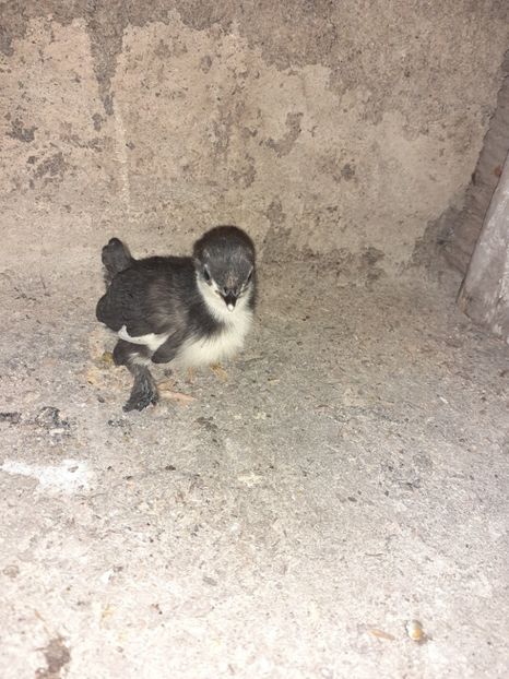 1 - Pui mii de flori negru bogat cu alb