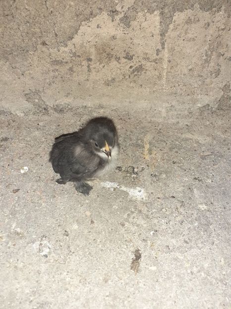 2 - Pui mii de flori negru bogat cu alb