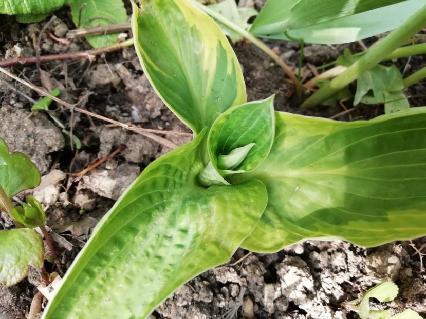 Hosta Mama Mia - Grădina 2020