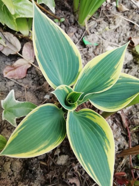 Hosta Bobcat - Grădina 2020