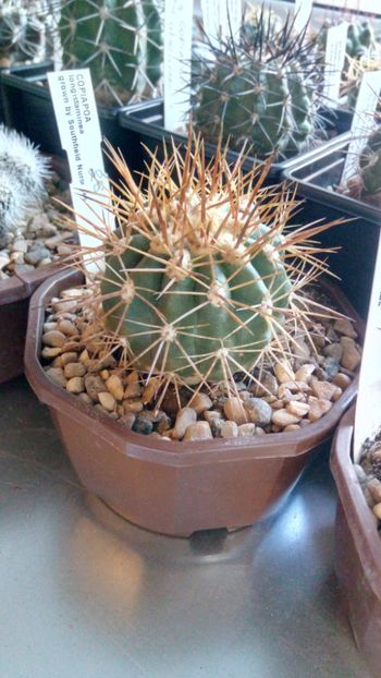 C.longistaminea - -longistaminea