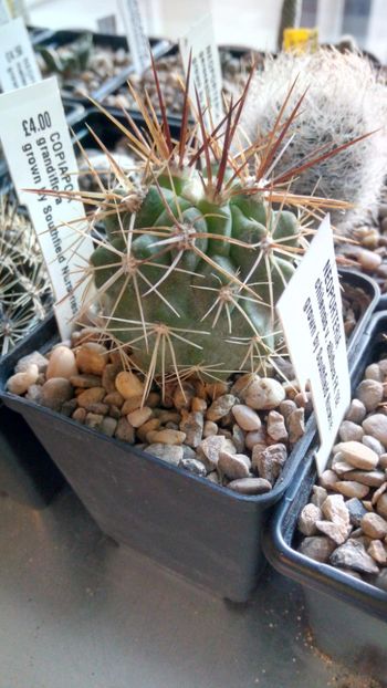 C.grandiflora - -grandiflora