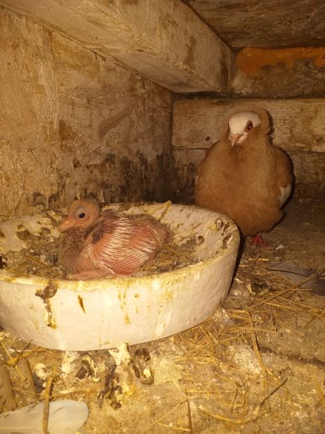  - Kamaromi 2015-2023