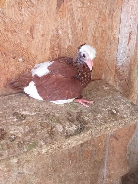 Pui 2020 - Kamaromi 2015-2023