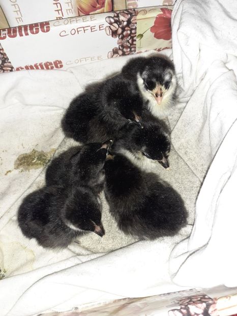  - Pui mii de flori negru bogat cu alb