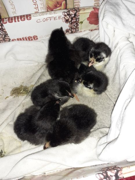  - Pui mii de flori negru bogat cu alb