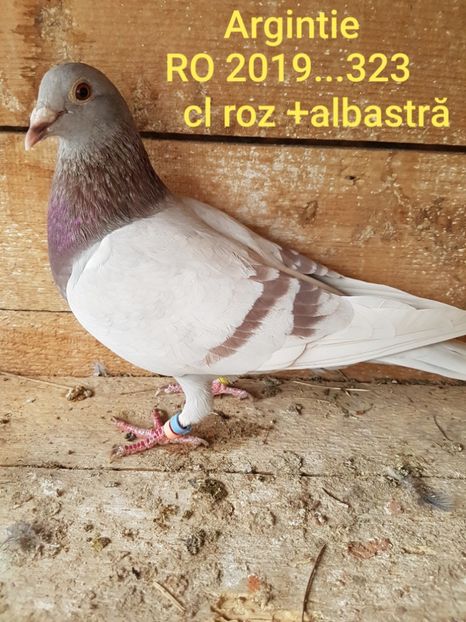 Argintie RO 2019...323 Cl roz +albastra - 3-Lot de Zbor 2020