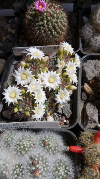 13.04.2020 - Mammillaria zeilmanniana v albiflora