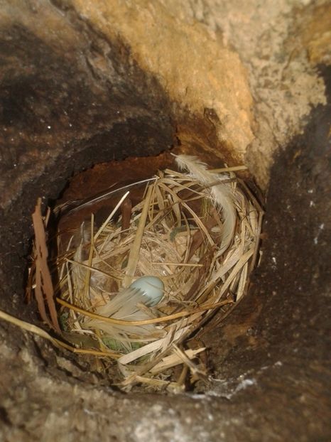  - AAAAAA_CUIB GRAURI 2018_2019_2020_2022_2023