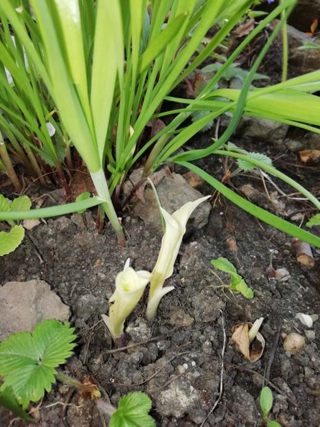  - Heuchera Heucherella si Hosta