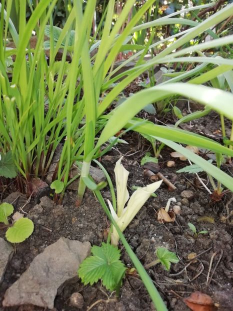  - Heuchera Heucherella si Hosta