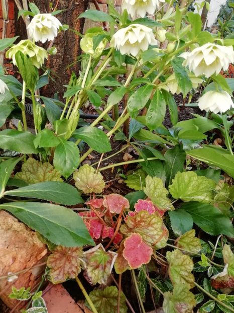  - Heuchera Heucherella si Hosta