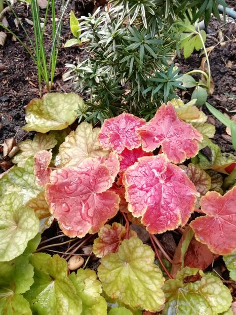 Heuchera Tiramisu Fall primăvara - Heuchera Heucherella si Hosta