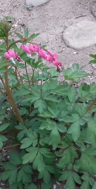 20200413_192726-1 - Primăvara 2020