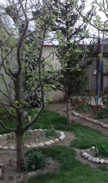 20200413_192929-1 - Primăvara 2020