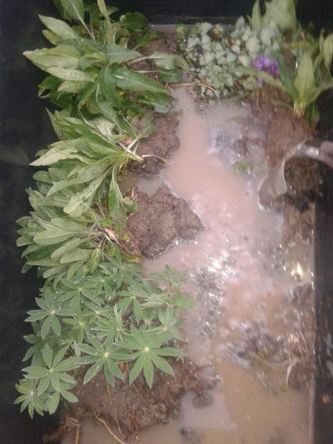 IMG-20200412-WA0019 - w Produse livrate