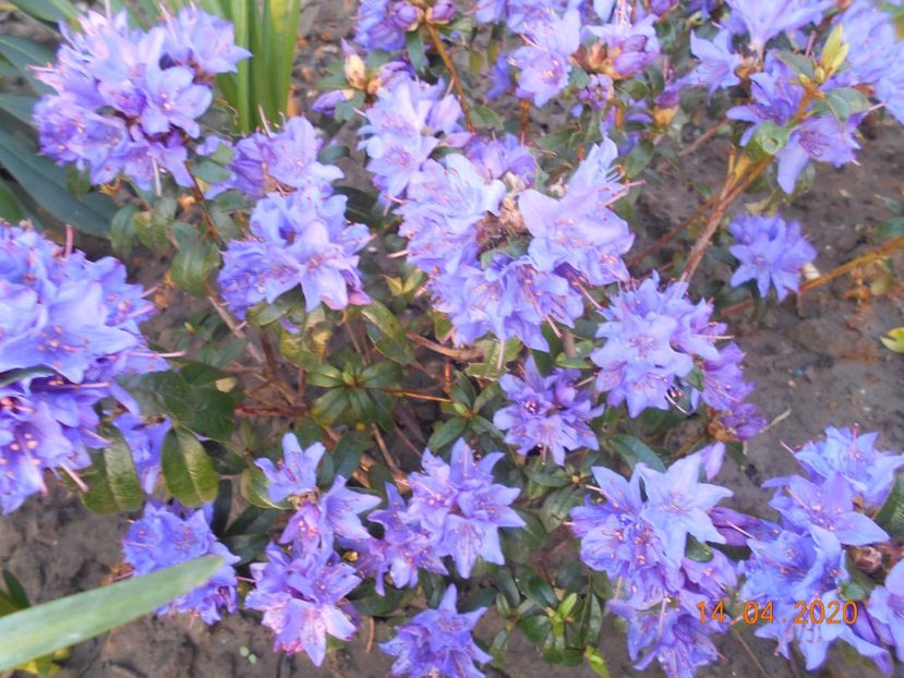 Azalea blue tit - 1Azalee-rhododendroni-heleborusi-hortensii-hoste 2020