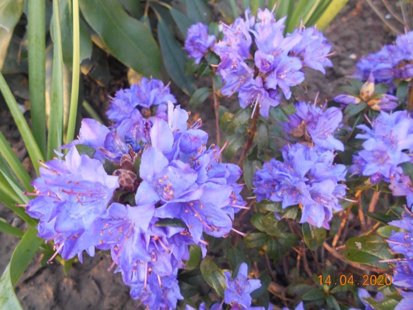  - 1Azalee-rhododendroni-heleborusi-hortensii-hoste 2020