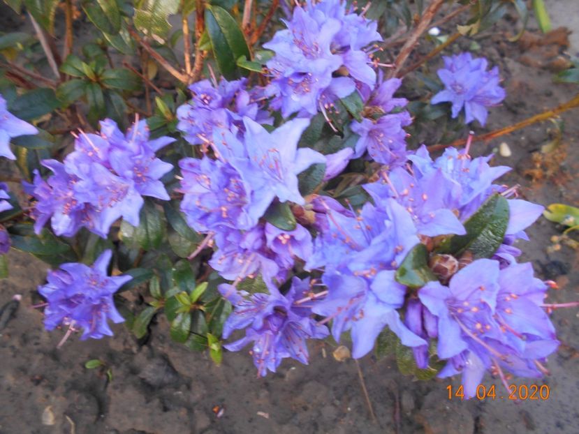  - 1Azalee-rhododendroni-heleborusi-hortensii-hoste 2020