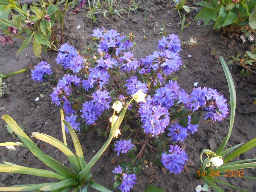  - 1Azalee-rhododendroni-heleborusi-hortensii-hoste 2020