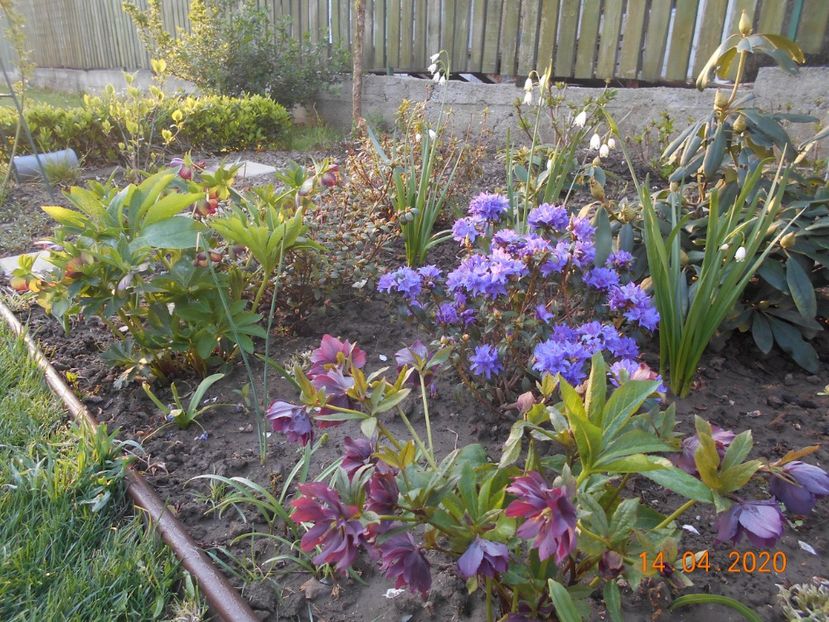  - 1Azalee-rhododendroni-heleborusi-hortensii-hoste 2020