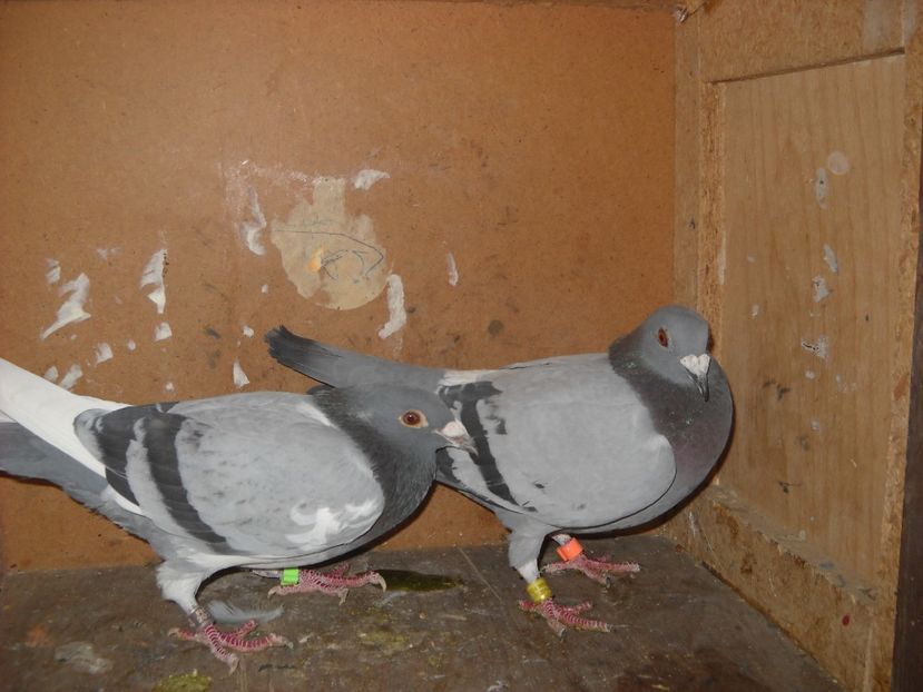  - PORUMBEI VANDUTI 2