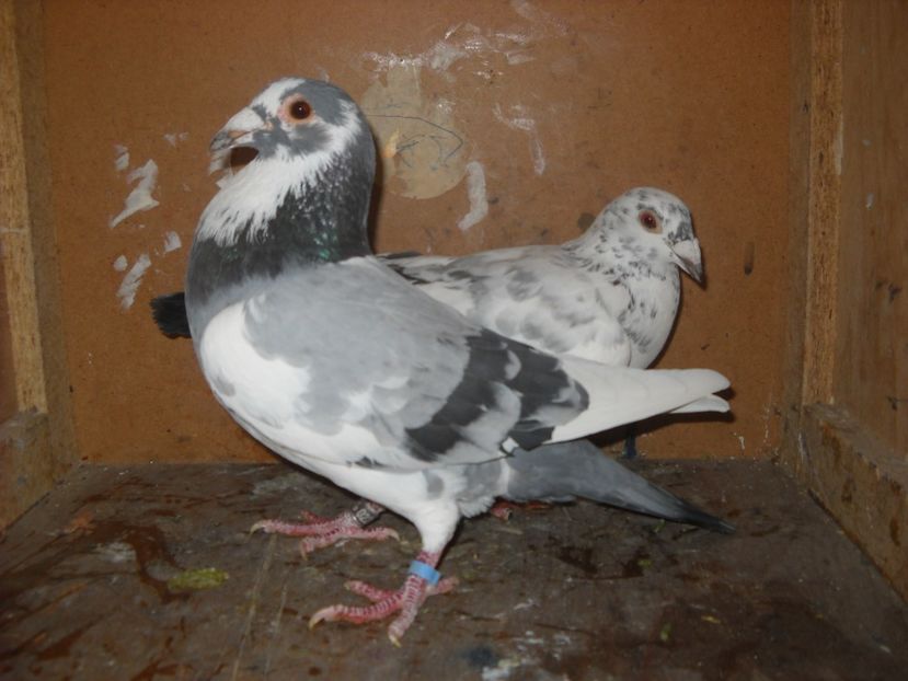  - PORUMBEI VANDUTI 2