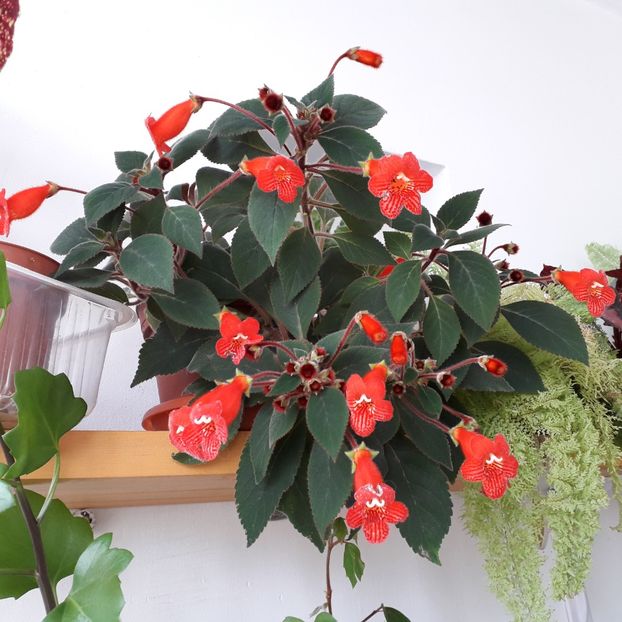 Eriantha - A Kohleria