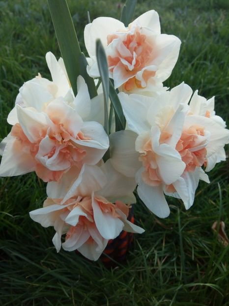 Replete - LALELE si NARCISE