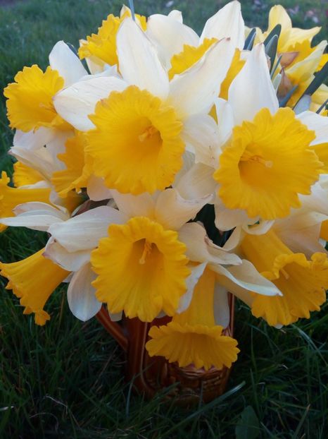 Albe cu trompeta galbena - LALELE si NARCISE