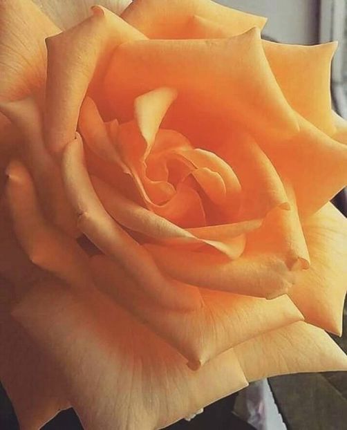  - - O - Fotografii x