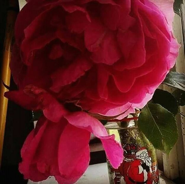  - - O - Fotografii x