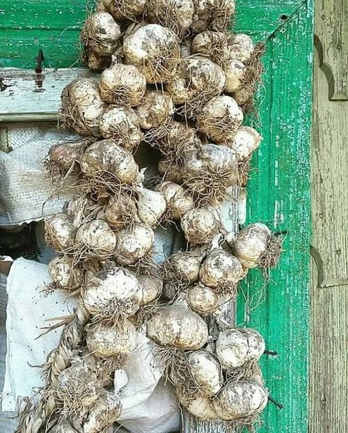  - - O - Fotografii x