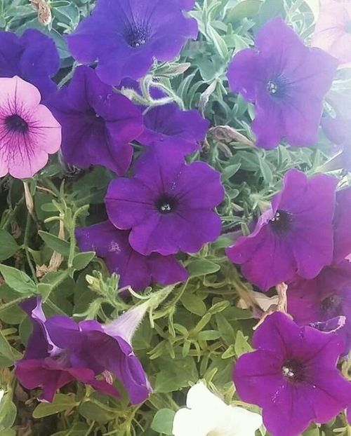  - - O - Fotografii x