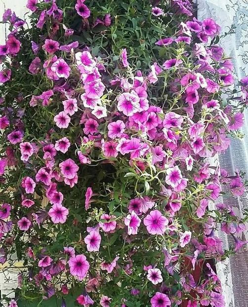  - - O - Fotografii x