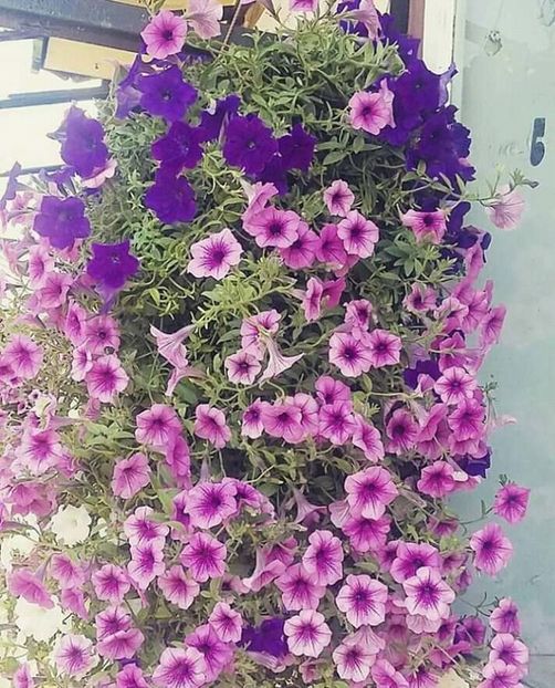  - - O - Fotografii x