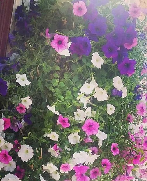  - - O - Fotografii x