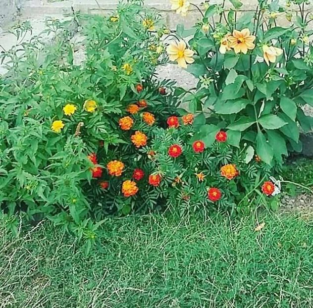  - - O - Fotografii x