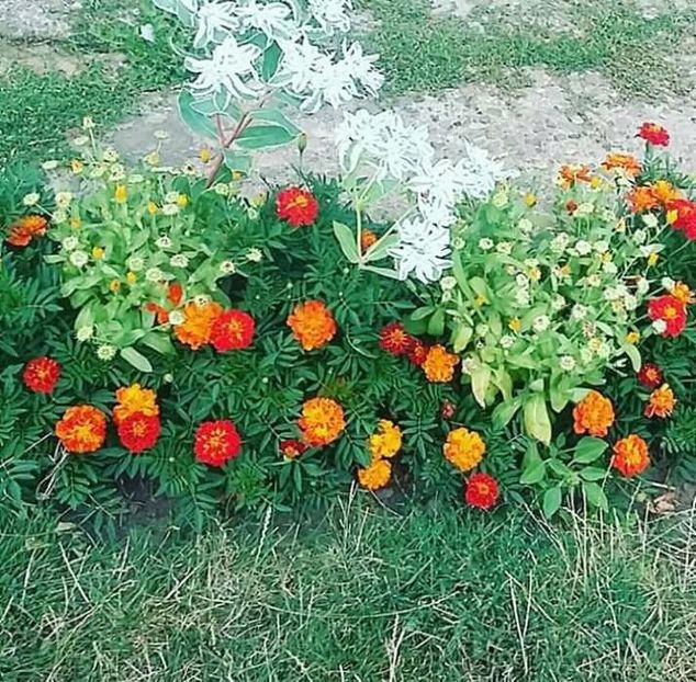  - - O - Fotografii x