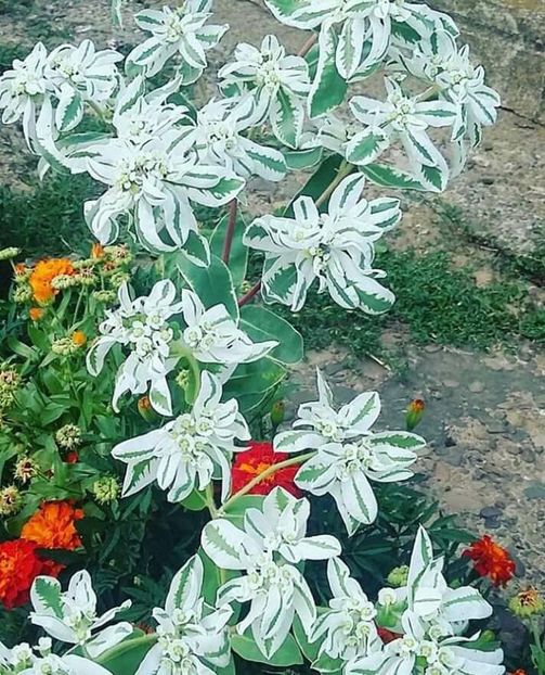  - - O - Fotografii x