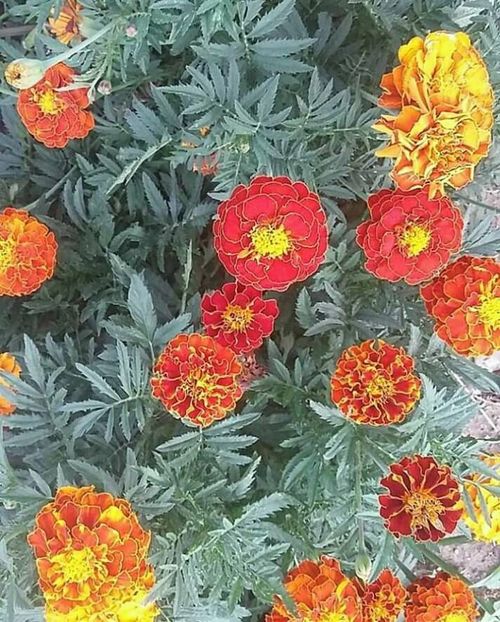  - - O - Fotografii x