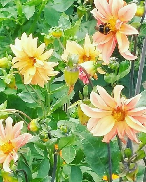  - - O - Fotografii x