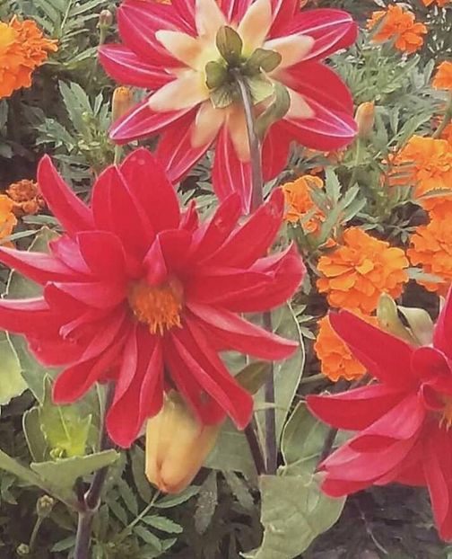  - - O - Fotografii x