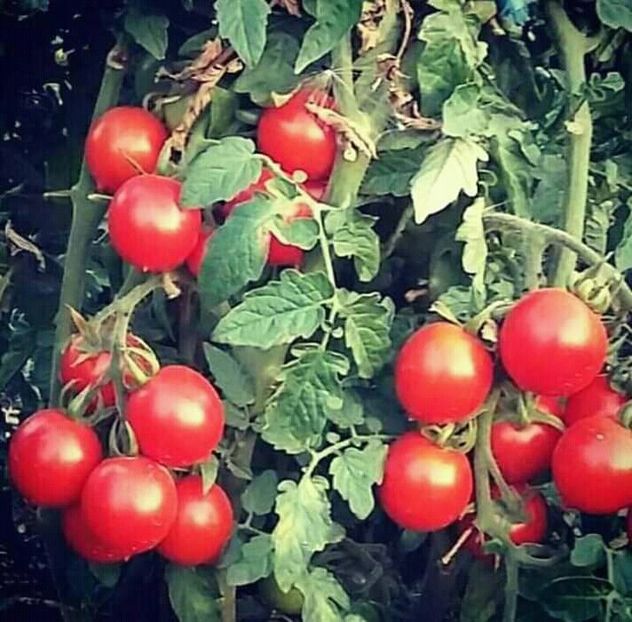  - - O - Fotografii x