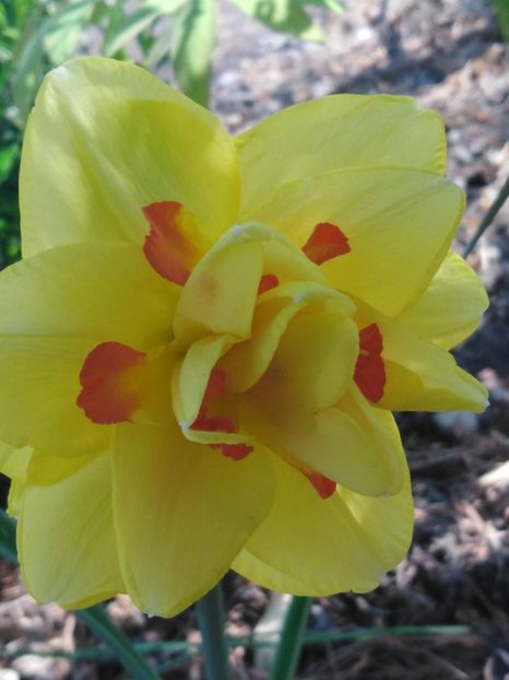  - dragostea  de natura